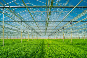 Navigating uncertainty: Risk management strategies for greenhouse growers